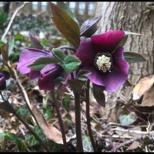 Meet your Posher, Natasha